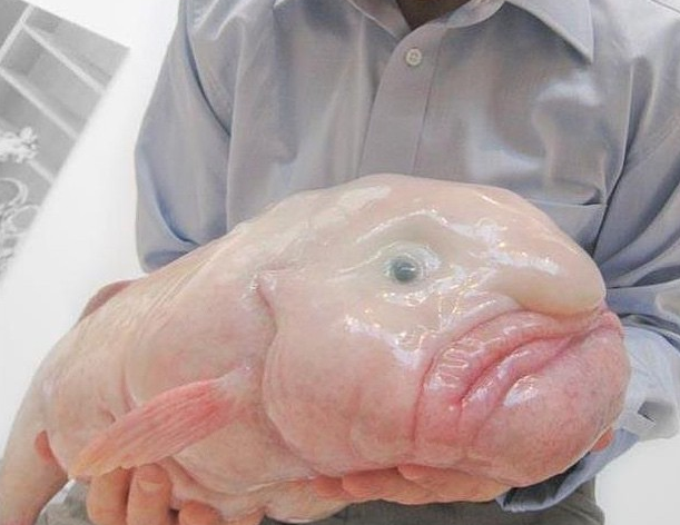 Blobfish