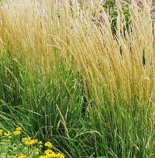 Allergia stagionale: quali sono gli allergeni più comuni?