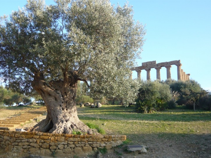 Ulivo della Valle dei Templi