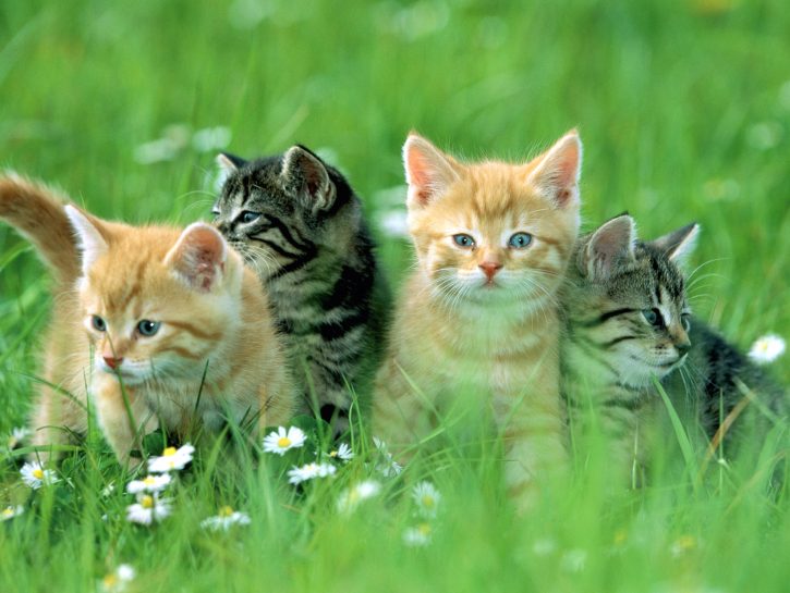 Dimmi che gatto hai e ti dirò chi sei