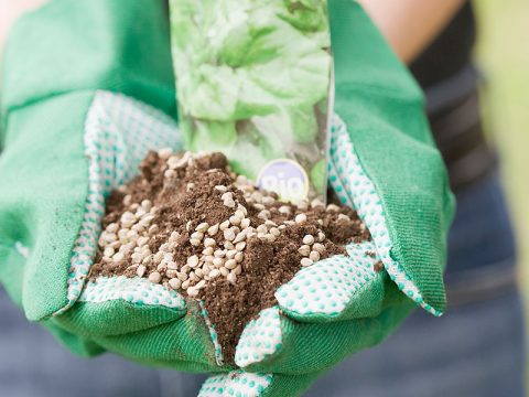 I consigli di giardinaggio per chi è alle prime armi