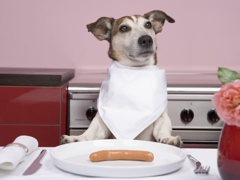 Cibo per cani: ecco quali sono gli alimenti vietati