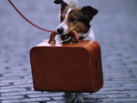 Il cane in pensione senza stress