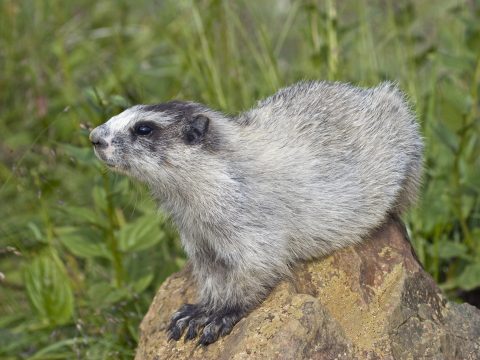 Gli animali dei record: il più grande, il più veloce e il più velenoso