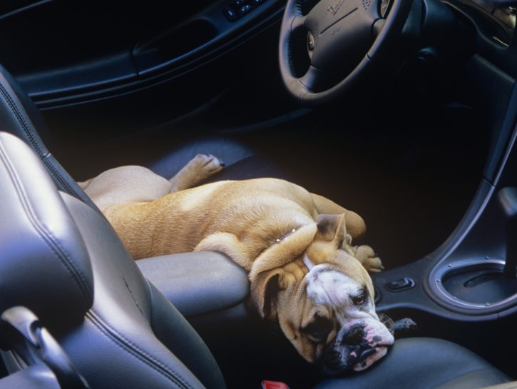 Non lasciare il cane in macchina
