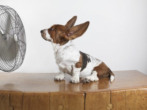 Allarme calore: trucchi e rimedi per non far soffrire il caldo al cane