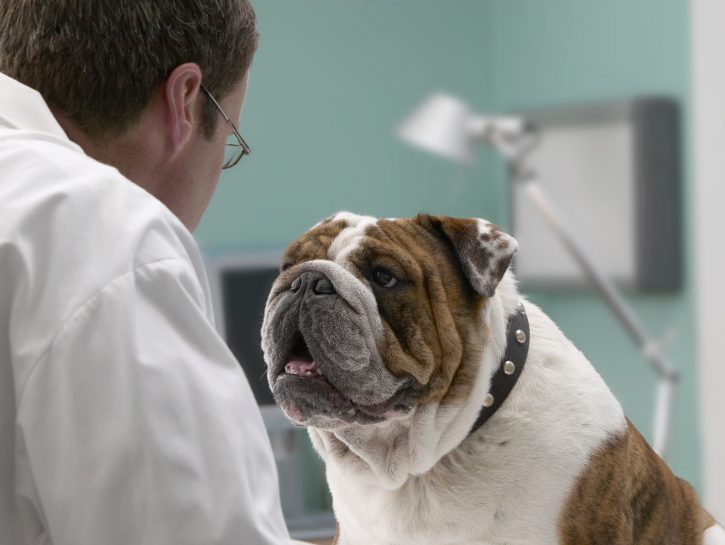 Visita dal veterinario