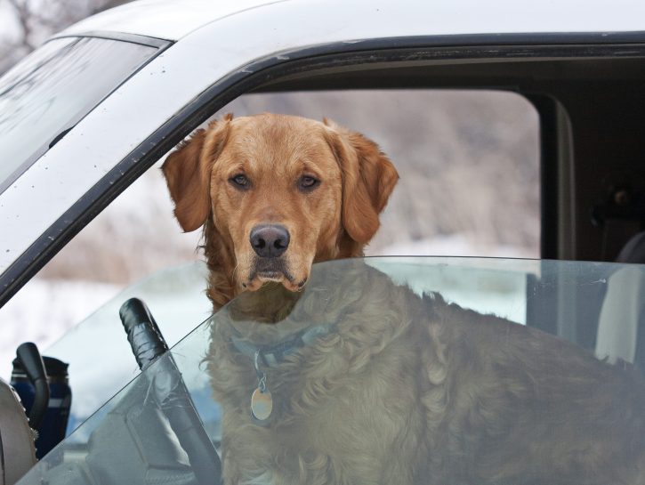 Cane in macchina con finestrini abbassati