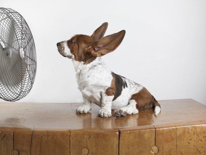 Colpo di calore nel cane