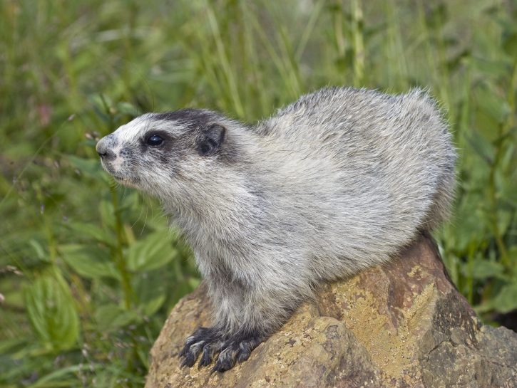 Marmotta dell'Alaska, l'animale più dormiglione del mondo