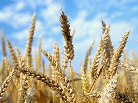 Come fare le orecchiette di grano arso