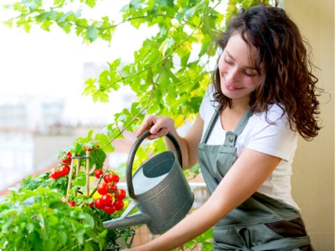 Pomodori in vaso: coltivali sul terrazzo e gustali appena raccolti