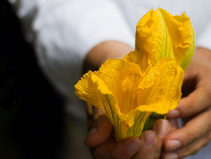 Fiori di zucca: proprietà, ricette e come pulirli