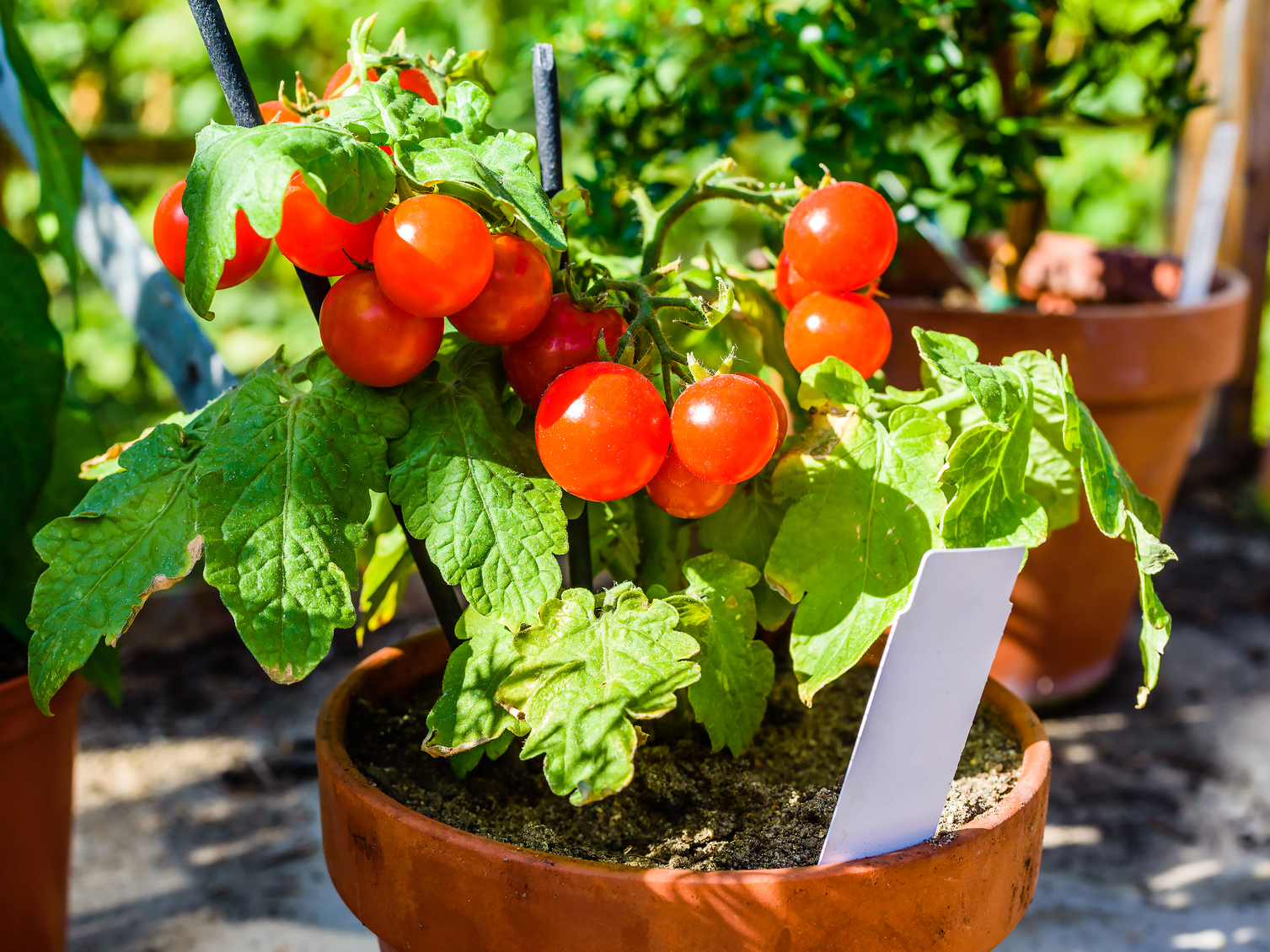 Pomodori vaso: come coltivarli sul terrazzo - Donna