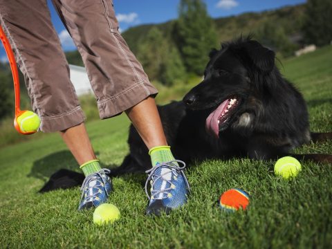 6 sport per cani e umani