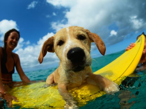 Lezioni di nuoto per cani