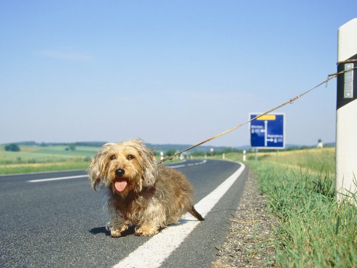 Cane abbandonato