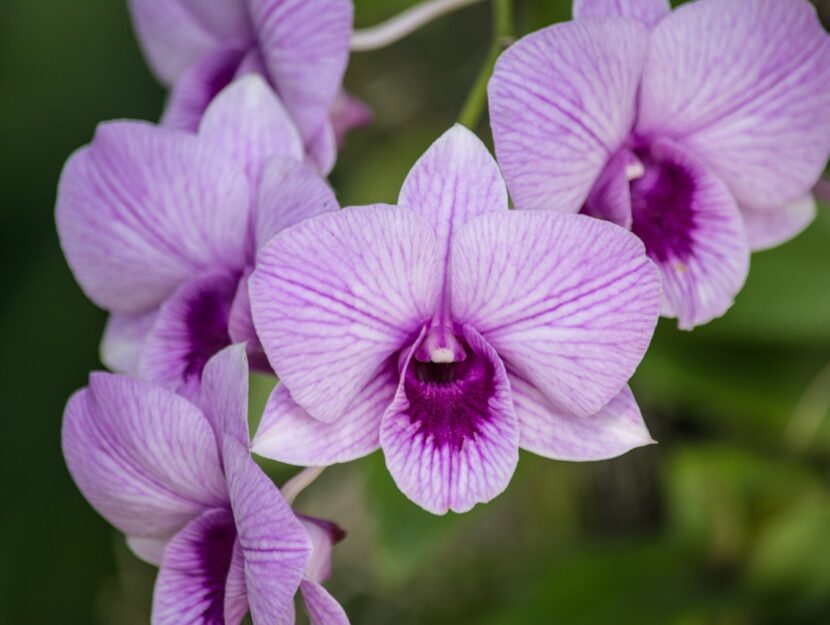 La Dendrobium
