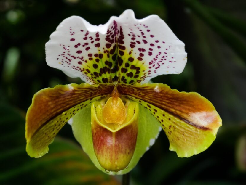 Paphiopedilum
