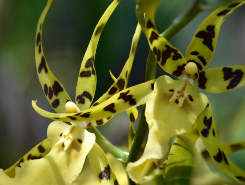 brassia