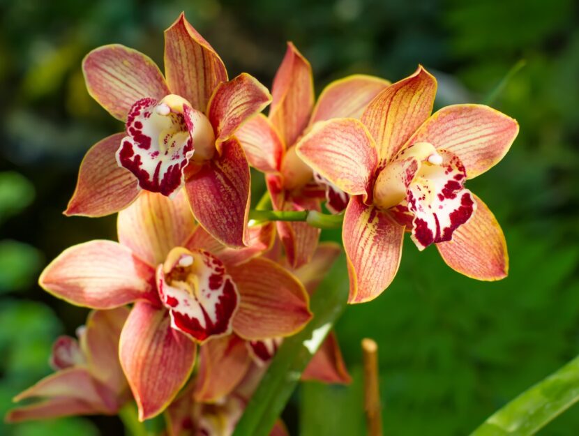 cymbidium