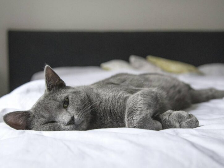 Come prenderti cura del gatto ammalato