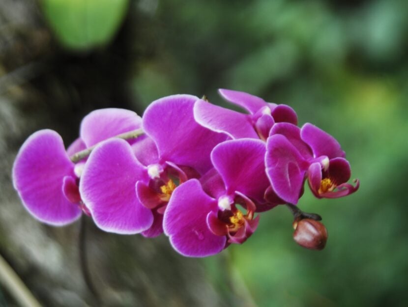 orchidea comune Phalenopsis