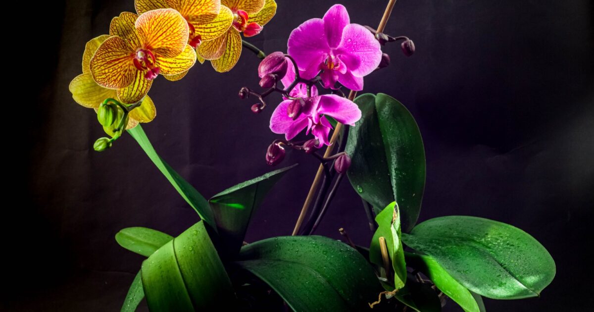 Il Fiore Piu Bello E Raro Al Mondo Mulan
