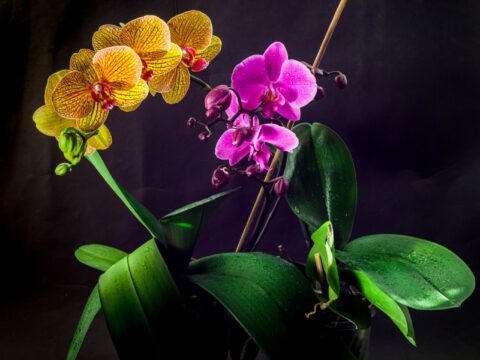 Orchidee: le specie più belle per decorare la tua casa