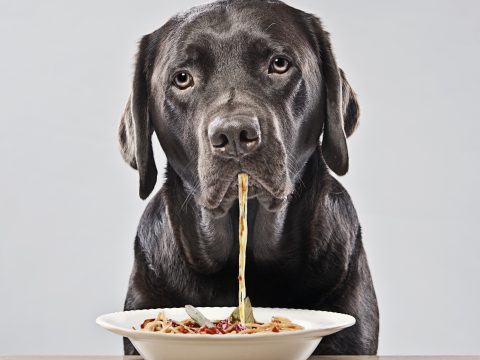 Alimentazione per cani: le regole giuste