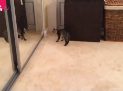 Gattino combatte il proprio riflesso