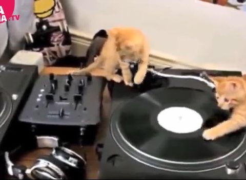 I gattini dj
