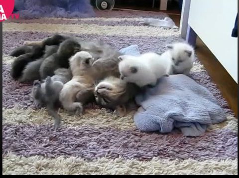 Tenerezze tra un micetto e la sua mamma
