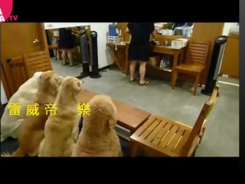 4 cani bon ton che sanno stare a tavola