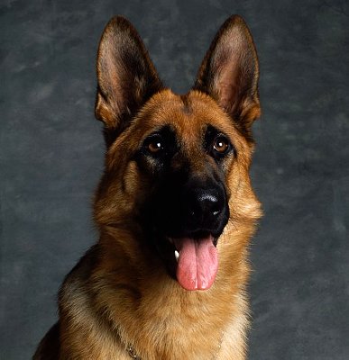 Le razze di cani più intelligenti