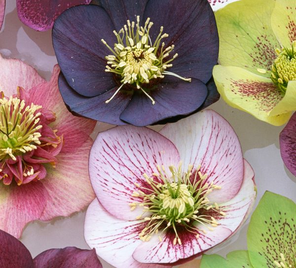 Elleboro, la rosa d'inverno che adora il freddo