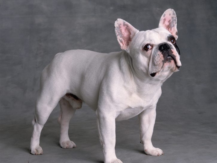 Bulldog francese