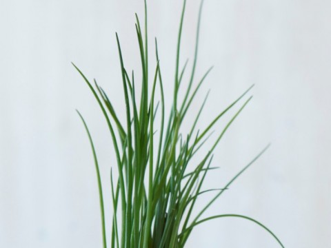 Pasta con agretti e pomodorini