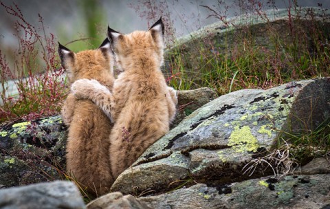 Quanta complicità tra i due cuccioli di lince