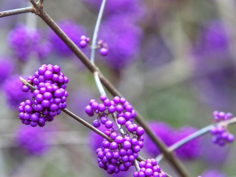 Bacche invernali: colore sul balcone anche con il freddo