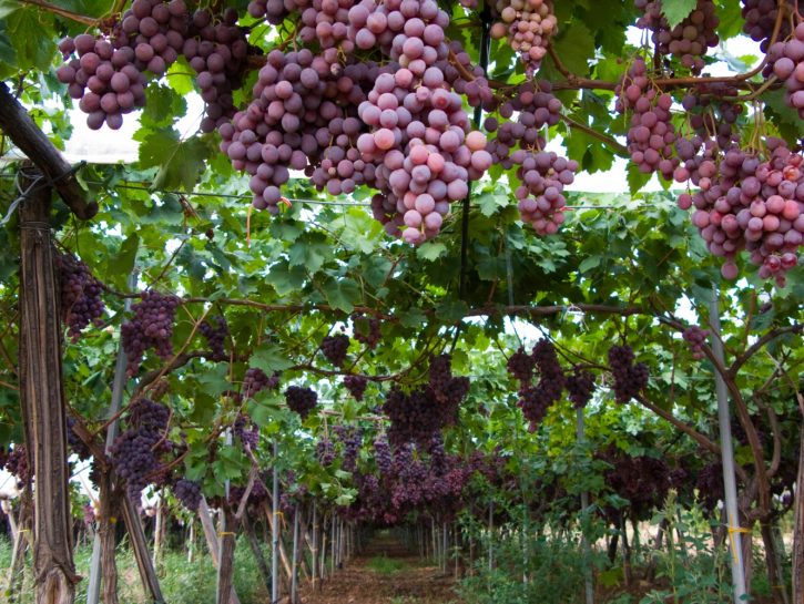 Matera e i suoi frutti