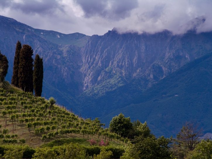 Vigne nelle Dolomiti