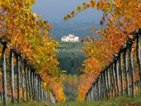 Strade del vino: le vigne e i percorsi da scoprire