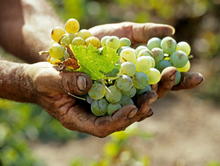 Vini di Sicilia