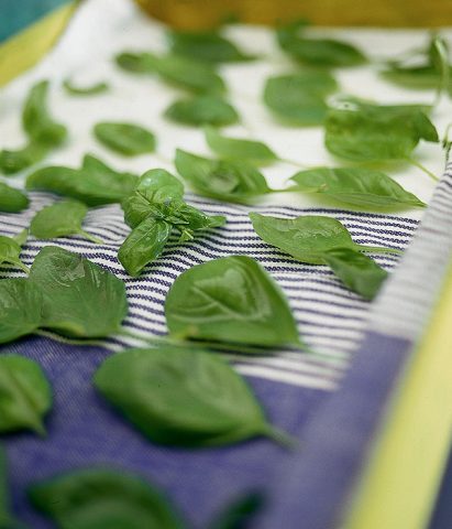 Foglie di basilico fresche anche in inverno? Uno dei metodi più semplici per la conservazione del b