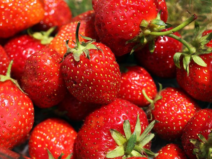 Fragole