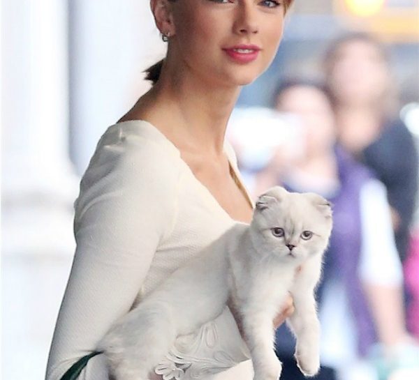 Gli adorabili gatti delle star