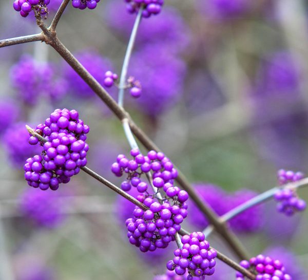 La callicarpa