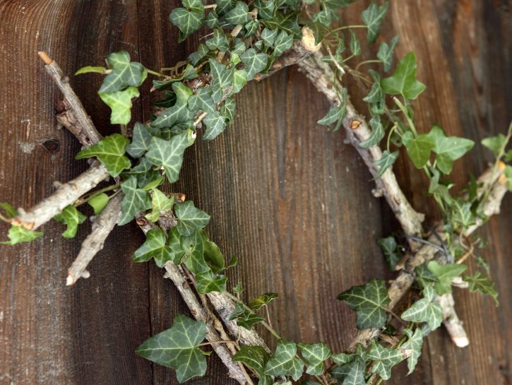 Lavoretti di Natale: decorazioni natalizie con edera