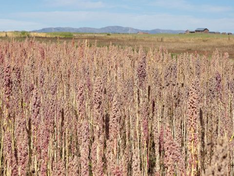 Quinoa: proprietà e benefici